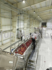 Ss304 Linea di lavorazione della mela Macchina automatica per la produzione di succhi di frutta 380V