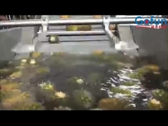 Linea di lavorazione di ananas altamente produttiva per il concentrato di succo e altro